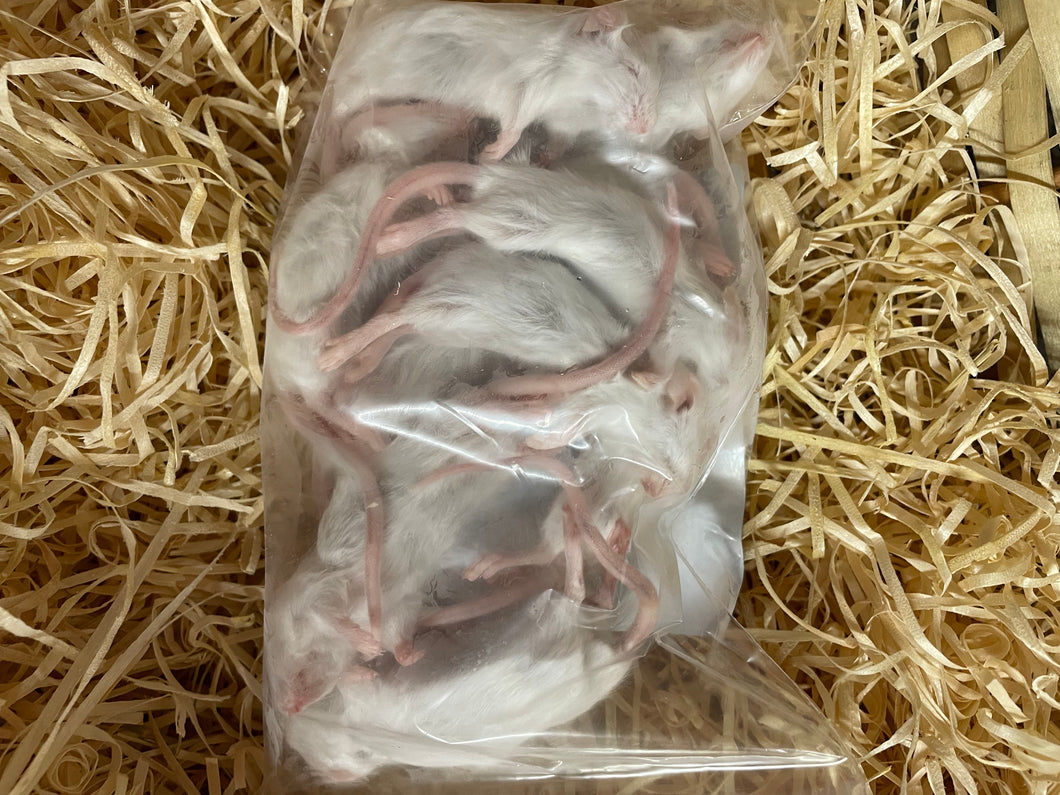 Mice - Small (10-15g).  Pack of 10.  Whole Prey.