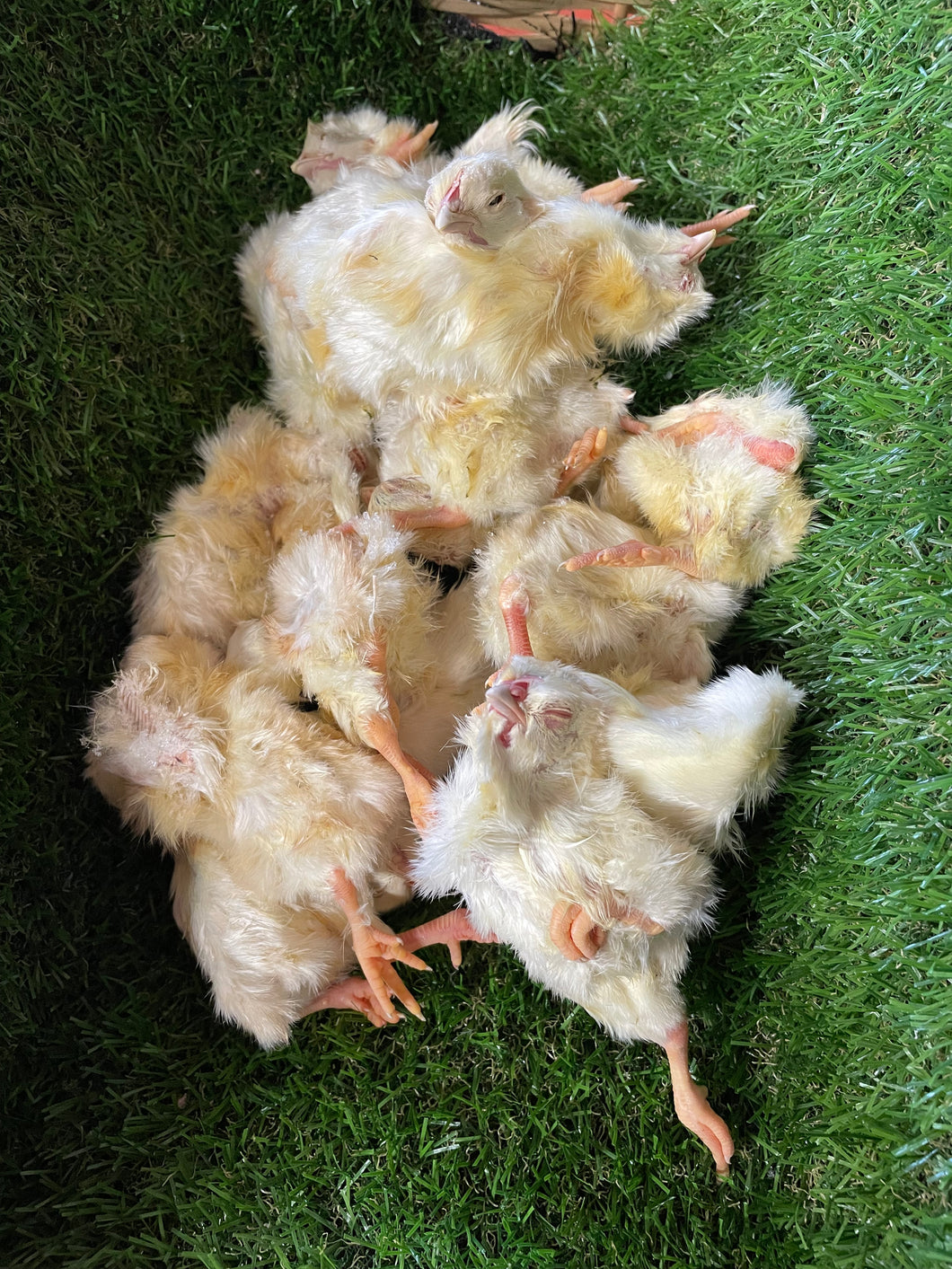 Day Old Chicks - Chicken.  Raw